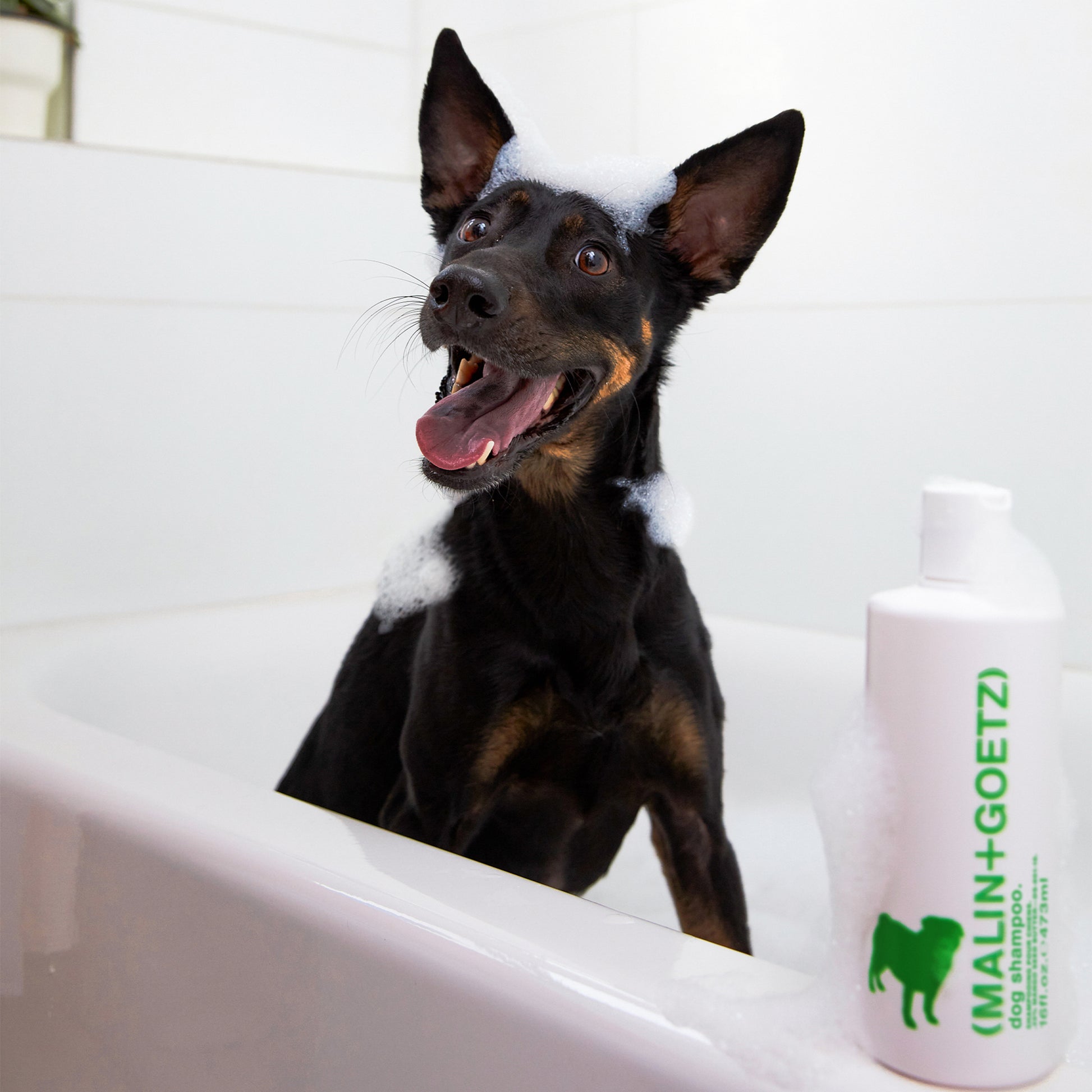 Malin+Goetz Dog Shampoo Ansicht 5