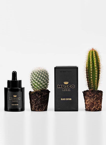 Musgo Real Beard Oil Black Edition