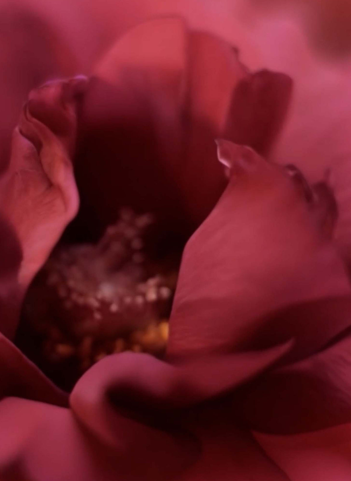 Scherzo Extrait de Parfum
