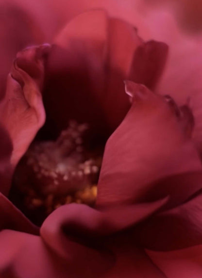 Scherzo Extrait de Parfum